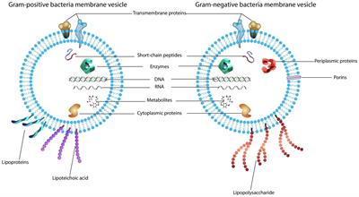 Roles of bacterial extracellular vesicles in systemic diseases